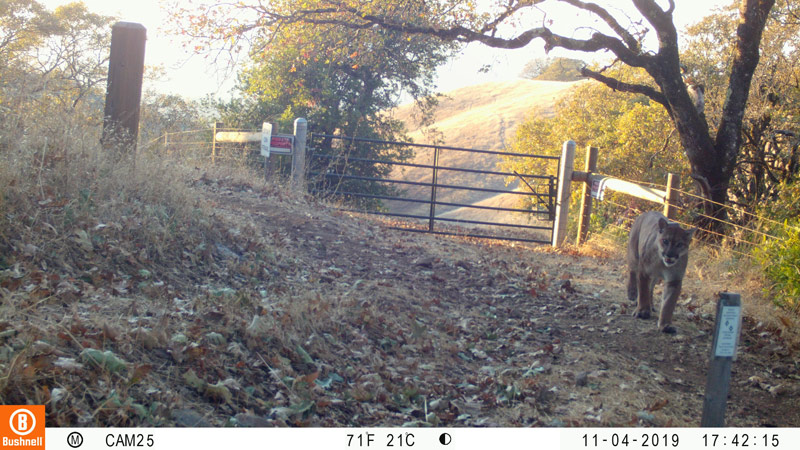 Mountain Lion captured by a trail camera at North Sonoma Mountain