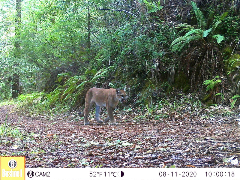 Mountain Lion captured by a trail camera at Stillwater Cove