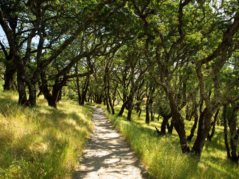 single track trail through oak woodlands