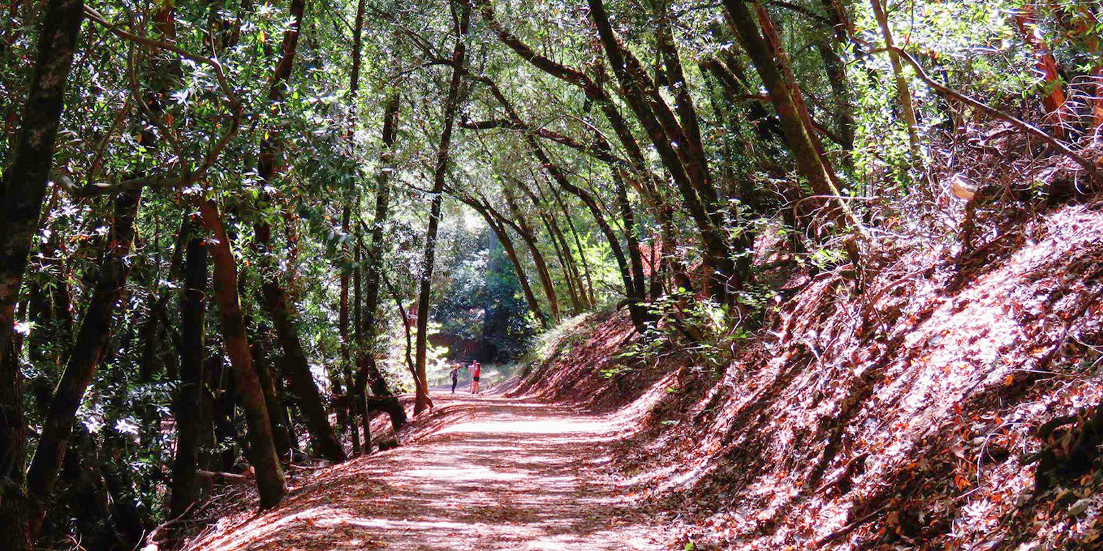 North Sonoma Mountain - shady trail