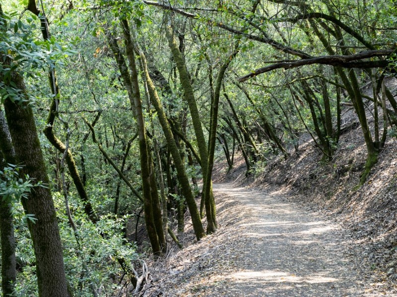 Trail at North Sonoma Mountain