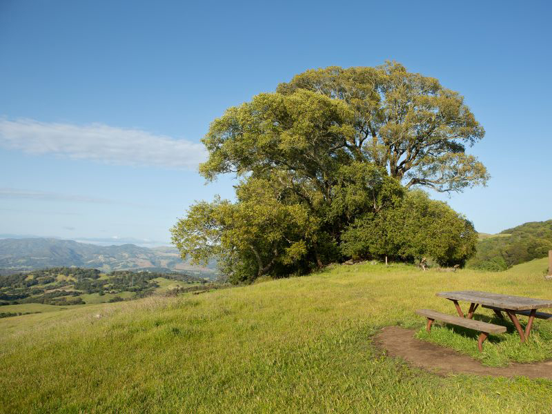 Umbrella Tree and picnic table at North Sonoma Mountain Regional Park and Preserve