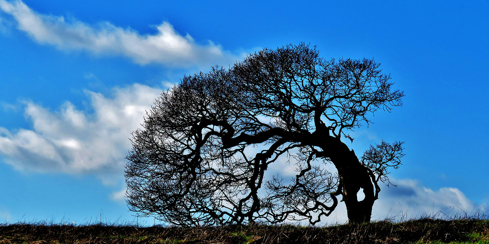 Oak tree at Helen Putnam Regional Park