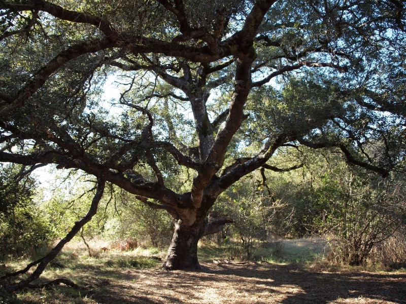 Sonoma County Oak