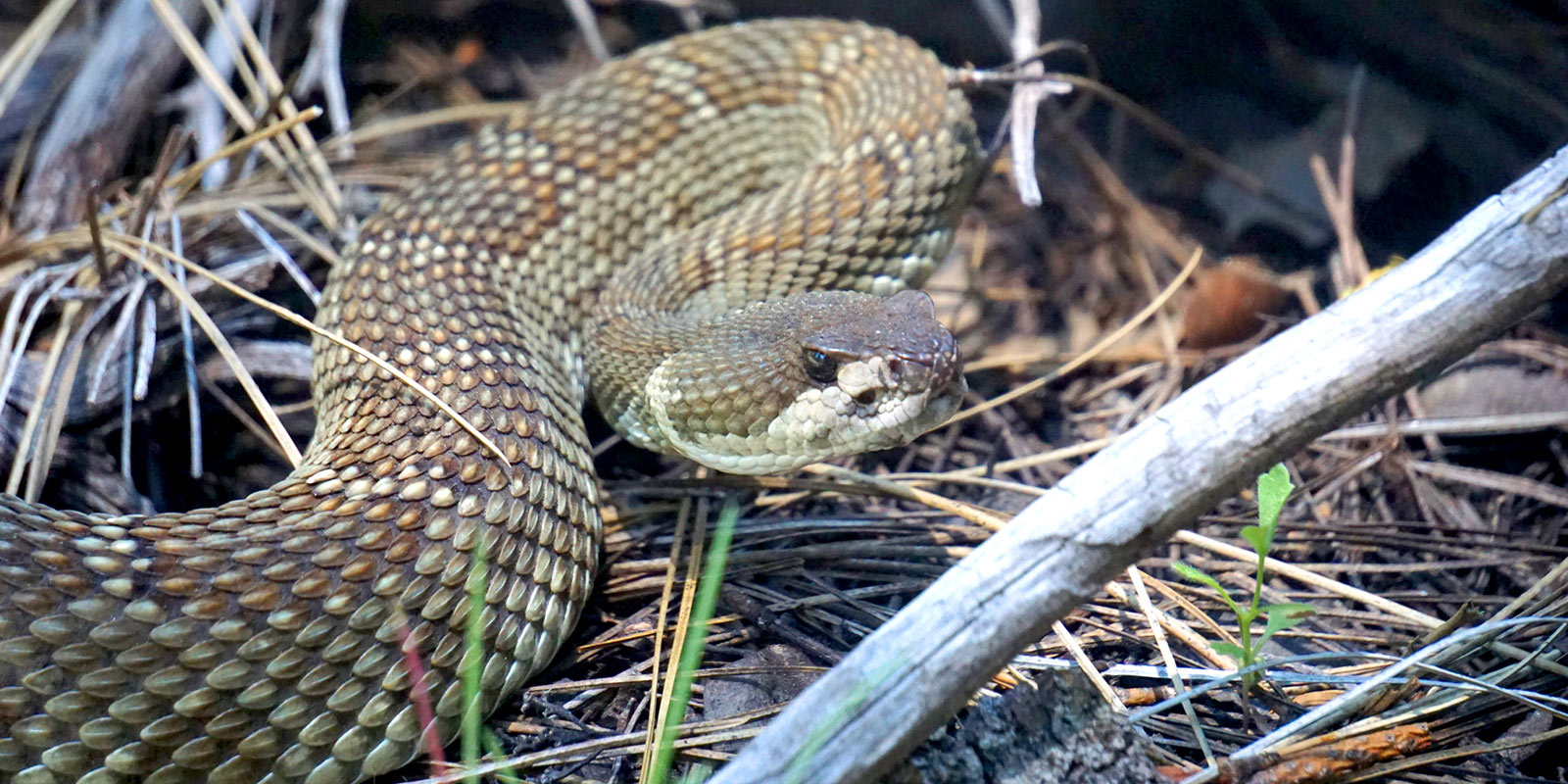 how long does rattlesnake venom take to kill you