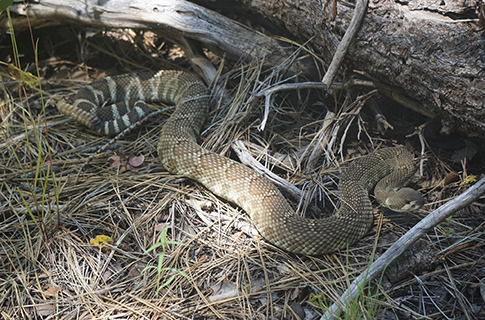 Snakes on a Trail: Tips for Hiking in Rattlesnake Country