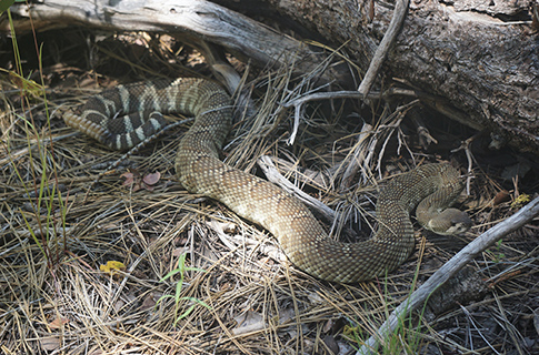 Rattlesnake near a log