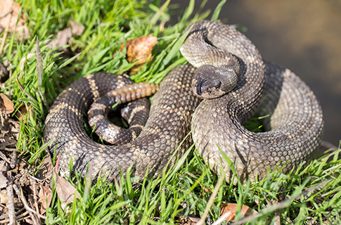 Northern Pacific Rattlesnake Coiled