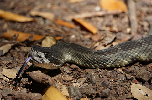 Rattlesnake on a trail