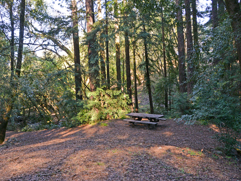 Picnic table under redwoods at North Sonoma Mountain