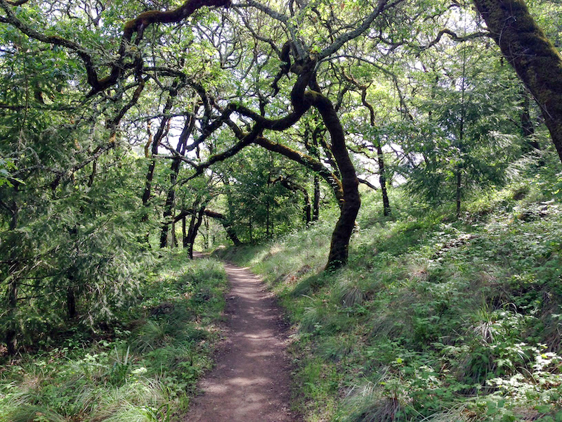 Creekside Trail at Shiloh Ranch Regional Park