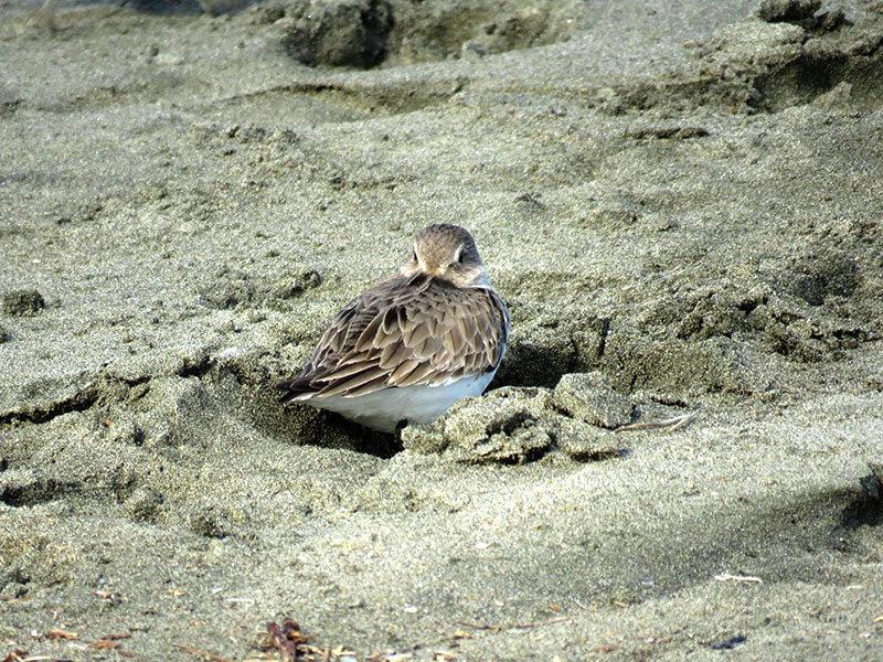 small brown and white bird in sand