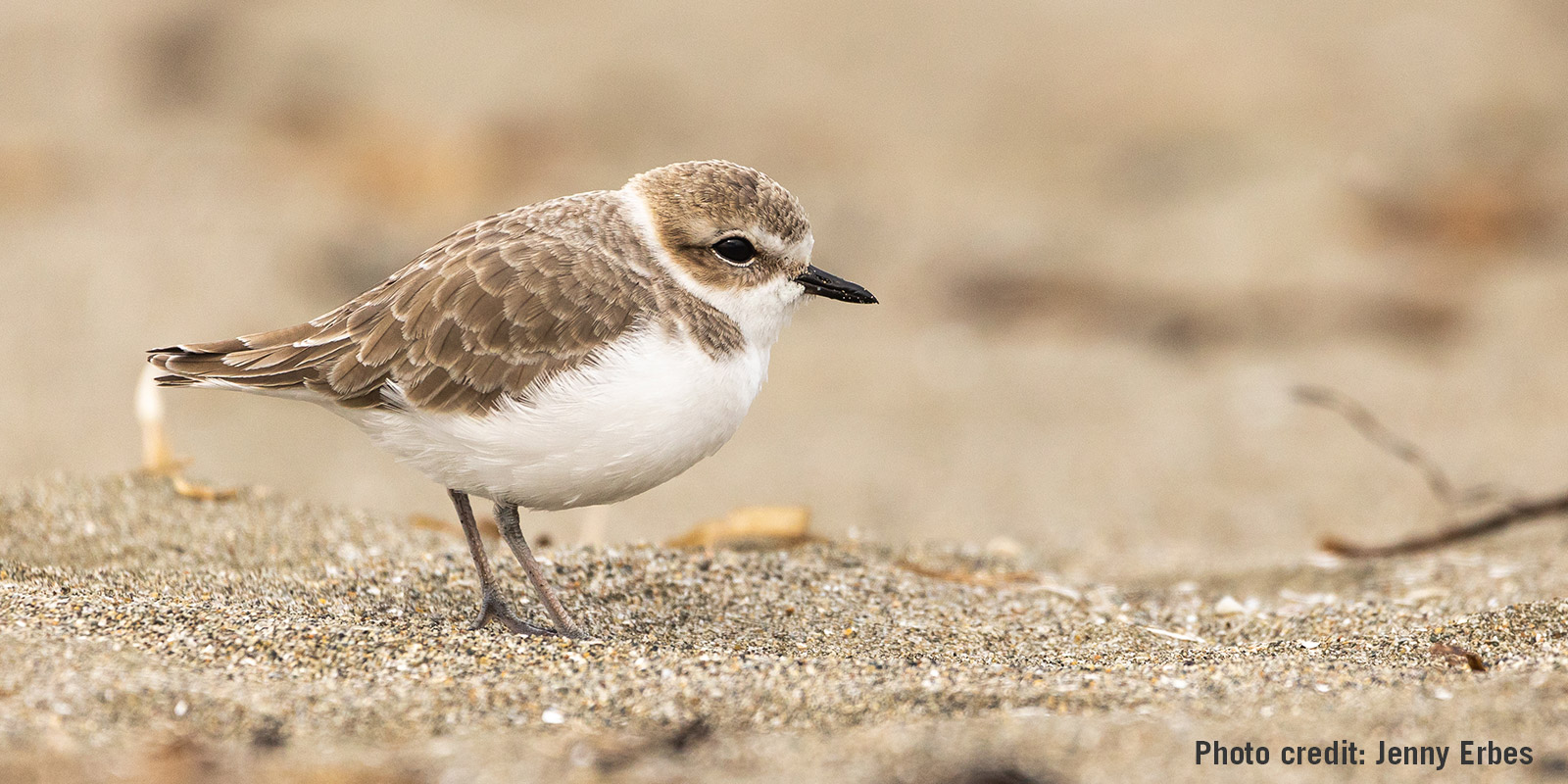 Snowy Plover nesting at Doran Regional Park