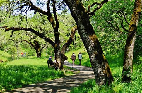 Sonoma Valley Regional Park spring walkers