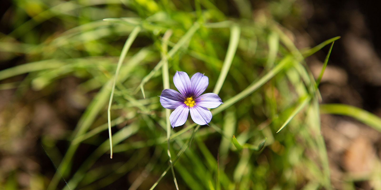 Spring wildflowers