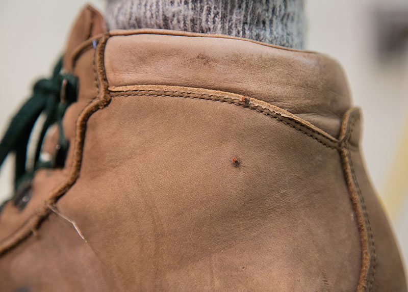 Two adult female blacklegged ticks are shown on a hiking boot. 