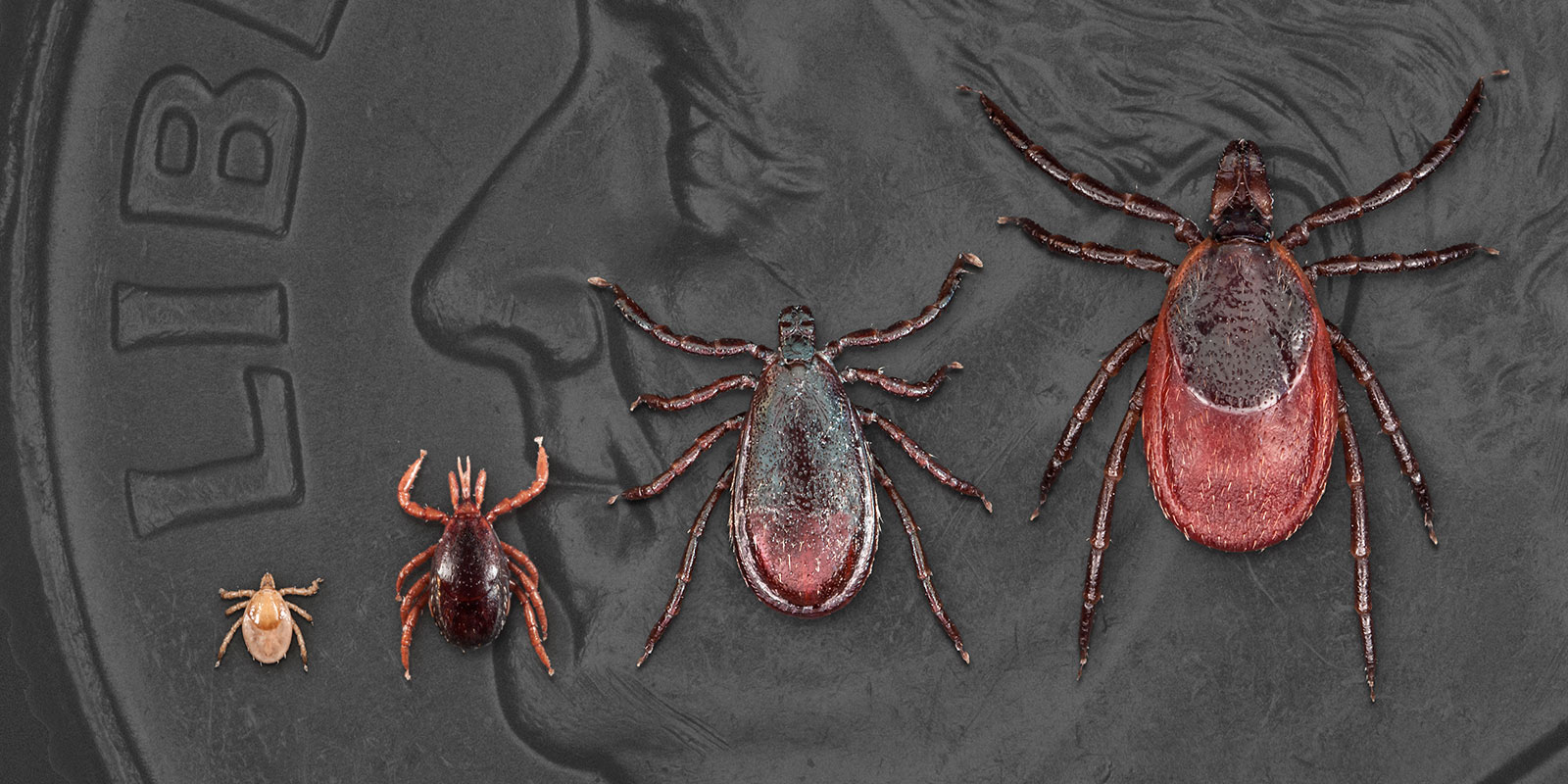 Tick life stages