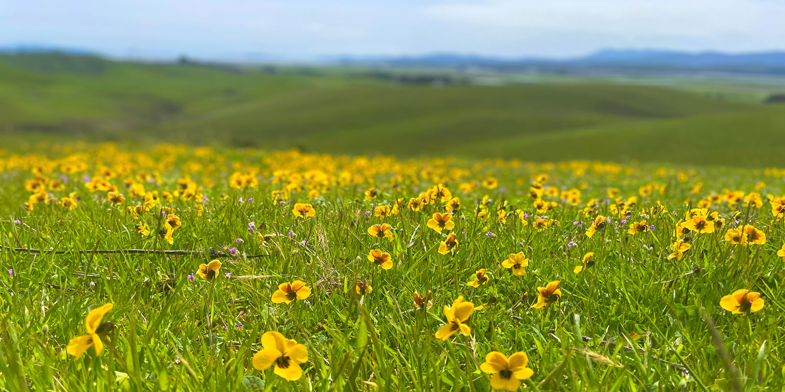 Golden violets in April at Tolay Lake Regional Park