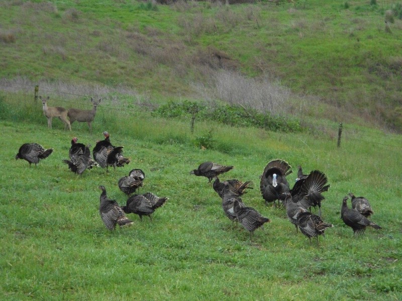 Turkeys and deer on grass