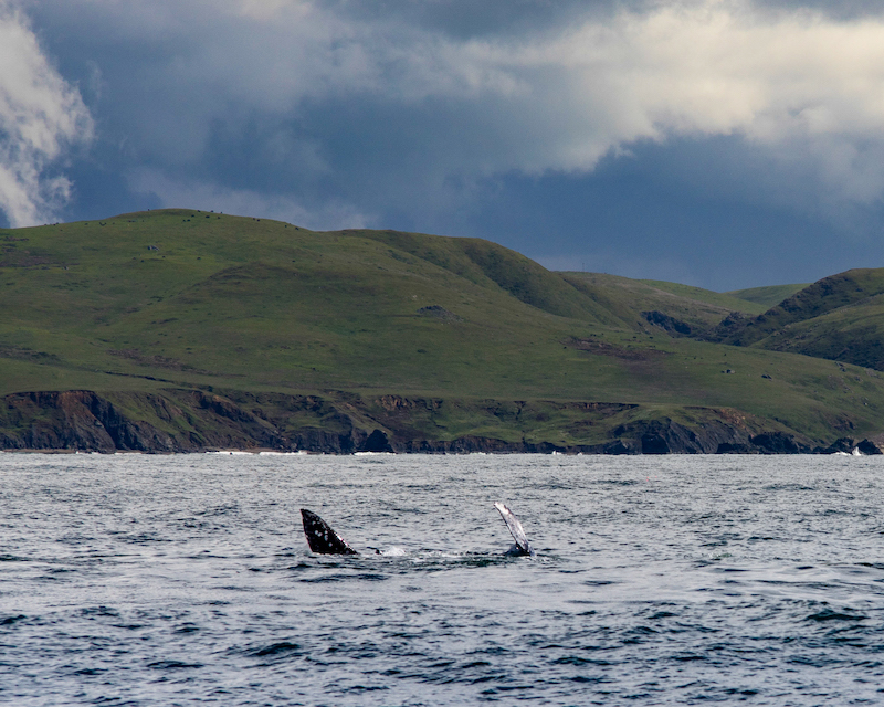 whale breaching in Bodega Bay