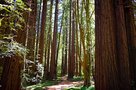 Monte Rio Redwoods Regional Park