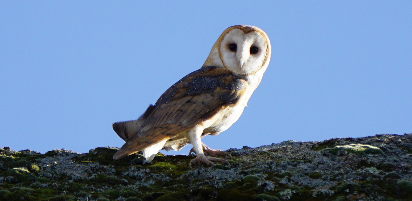 Photo of a barn owl