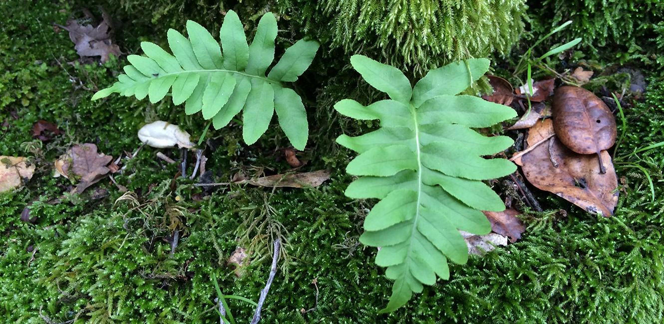 Ferns and moss