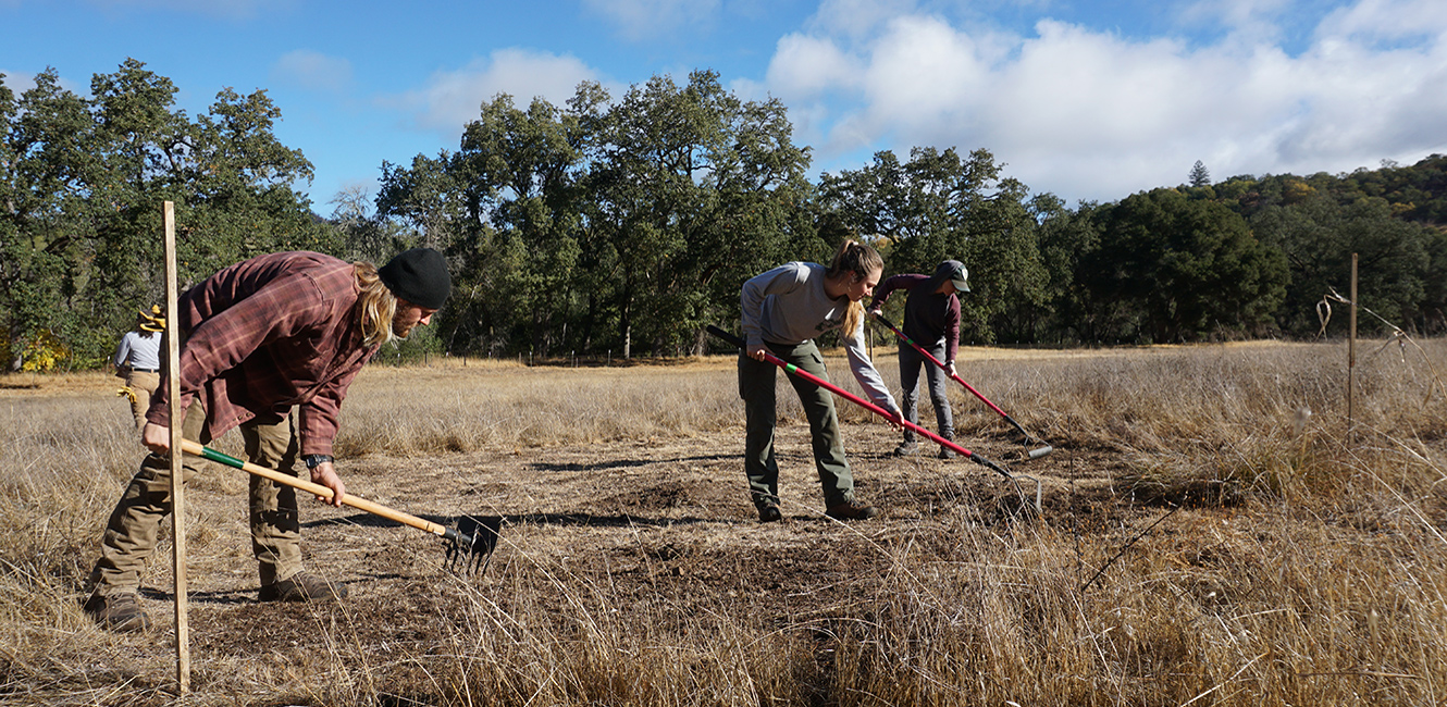 Invasive species removal in the grasslands at Mark West Regional Park and Open Space Preserve