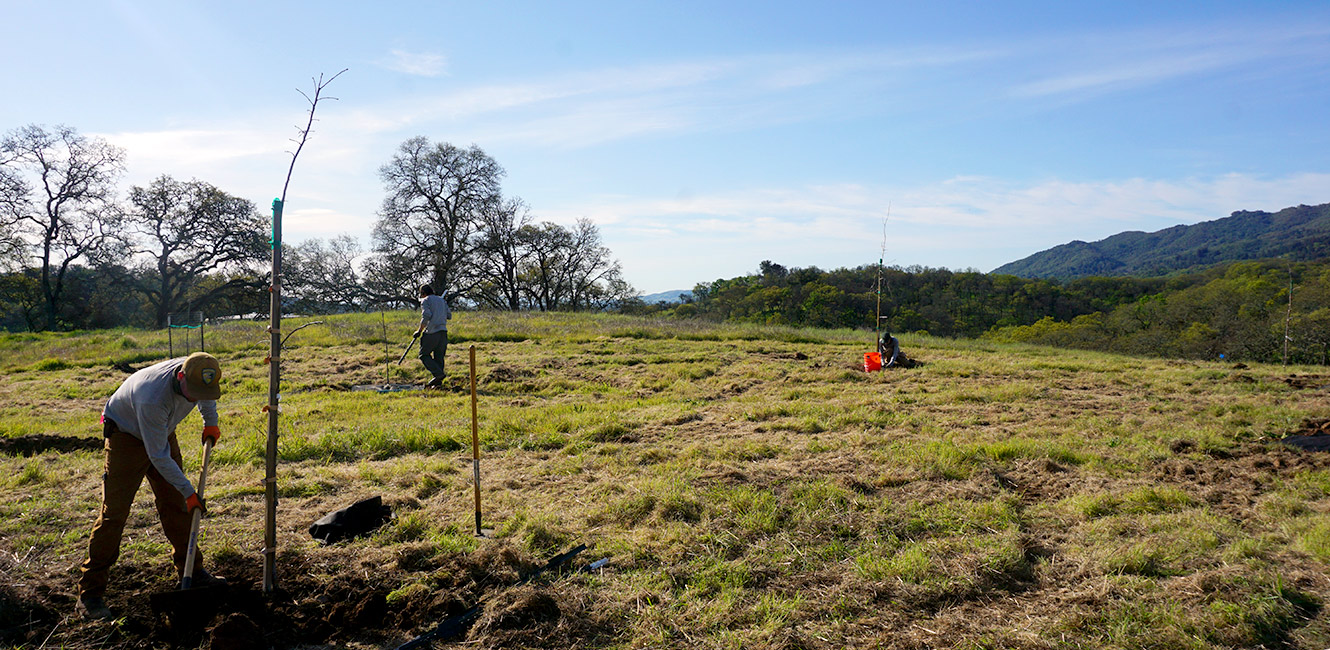 Planting oak trees at Sonoma Valley Regional Park