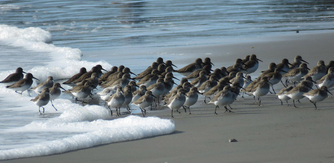 Snowy Plovers