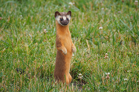 Photo of a weasel