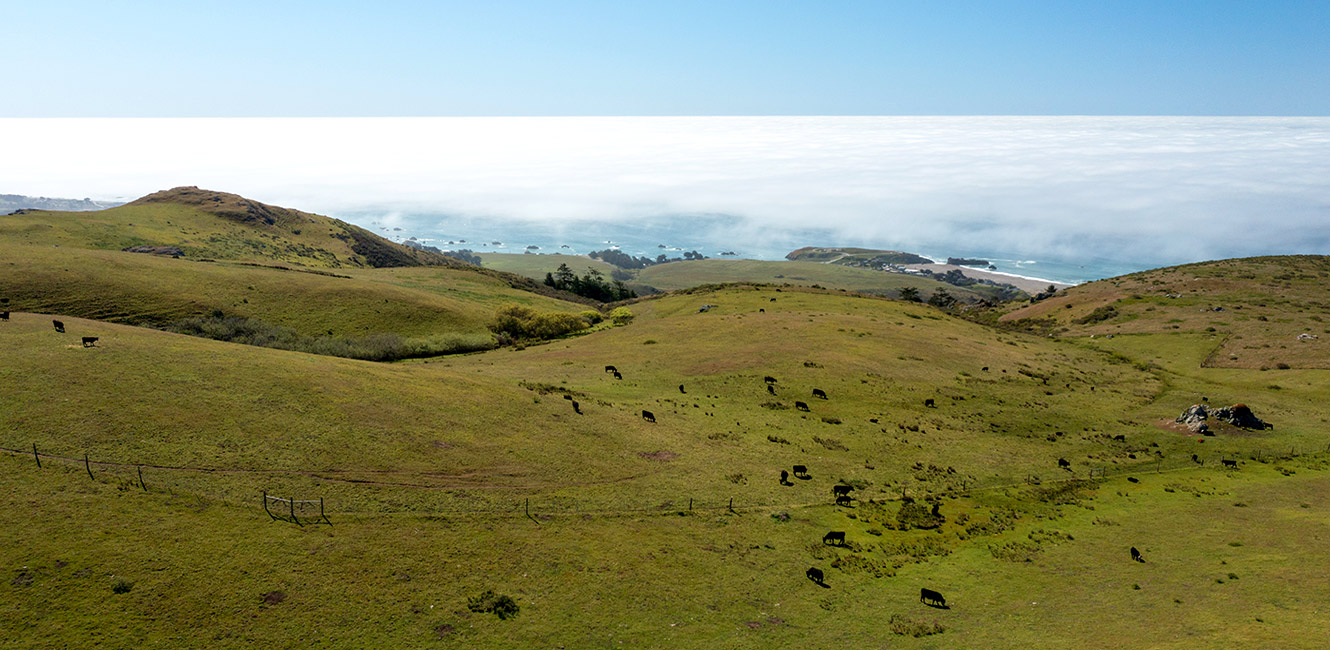 Cattle grazing at Wright Hill Ranch Regional Park and Open Space Preserve