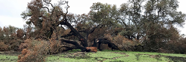 Shiloh Ranch burned oak on ground 750