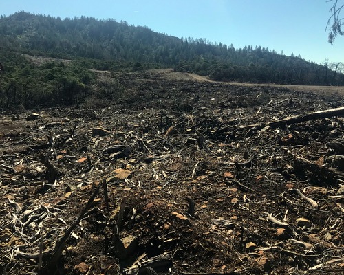 Hood Mountain Regional Park pygmy forest after firefight