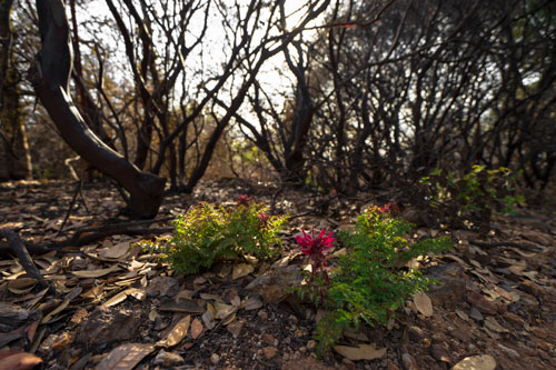 Hood Mountain Fire Recovery 0501218