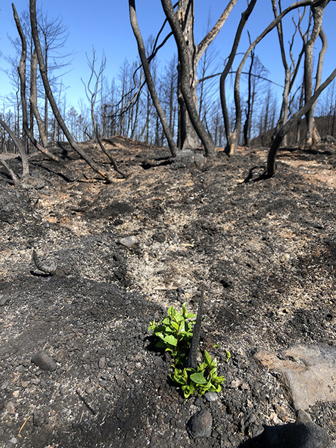 Green shoots at Hood Mountain after fire