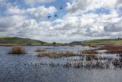 mallards-over-tolay-lake