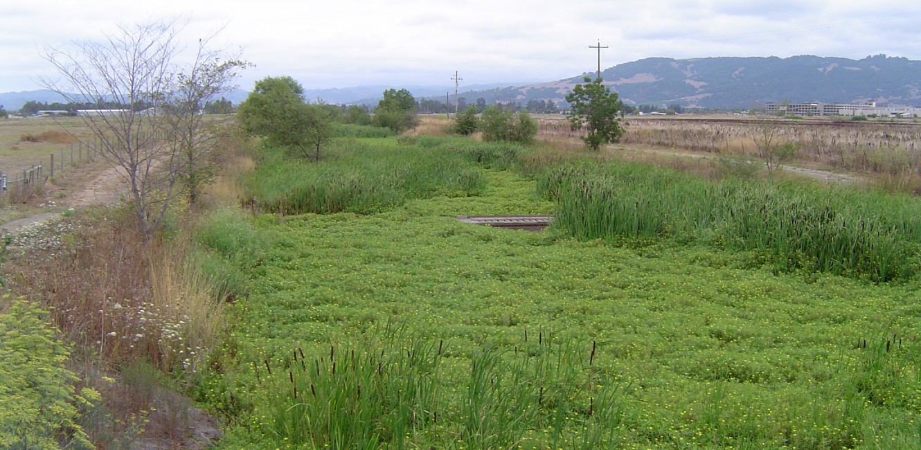 Looking northeast at Bellevue Creek outside Rohnert Park-1330