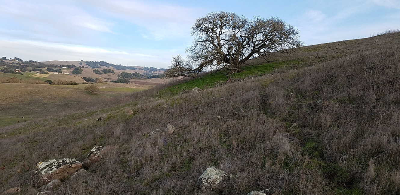 View of hills and trees on Copeland Creek trail 
