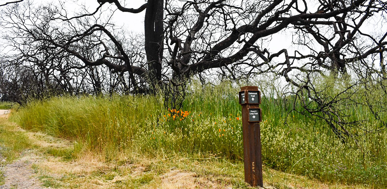 New fire-resilient steel trailmarker post at Oakwood Trail and Pond C Loop Trail intersection in Foothill Regional Park