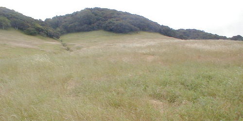 Meadow looking south to ridgeline at Helen Putnam Park