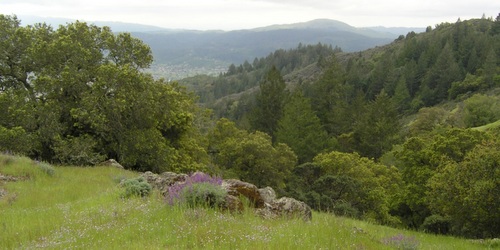 Hood Mountain Lawson expansion wildflowers above Sonoma Valley 500