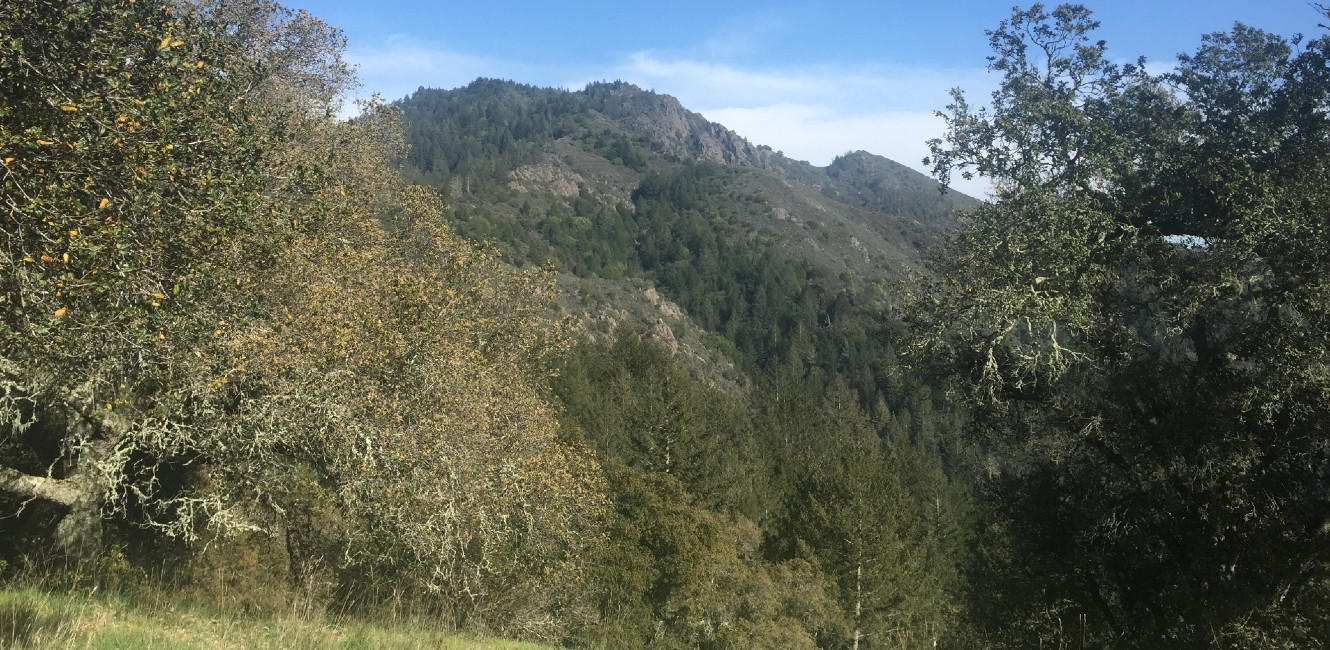 View of Hood Mount Summit from Lawson Trail 