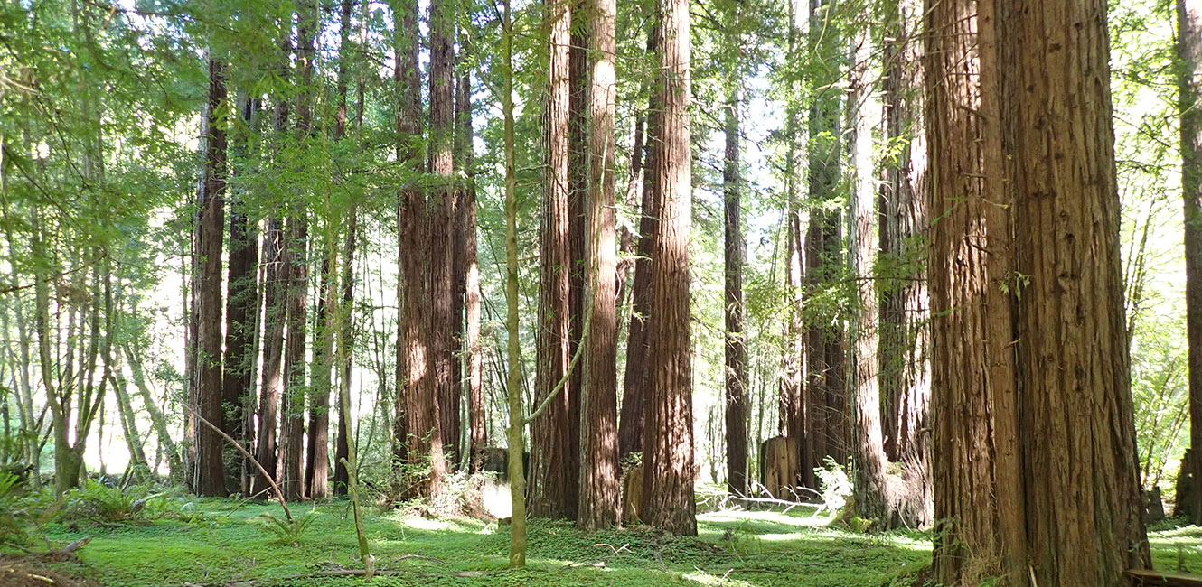 Monte Rio Redwoods Regional Park & Open Space Preserve. Typical view of iconic redwoods across the park.
