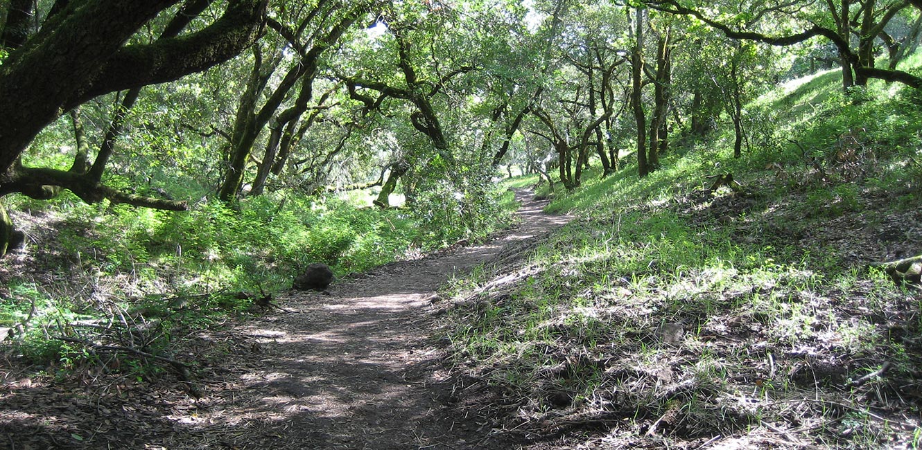 Taylor Mountain Phase 1 Landscape