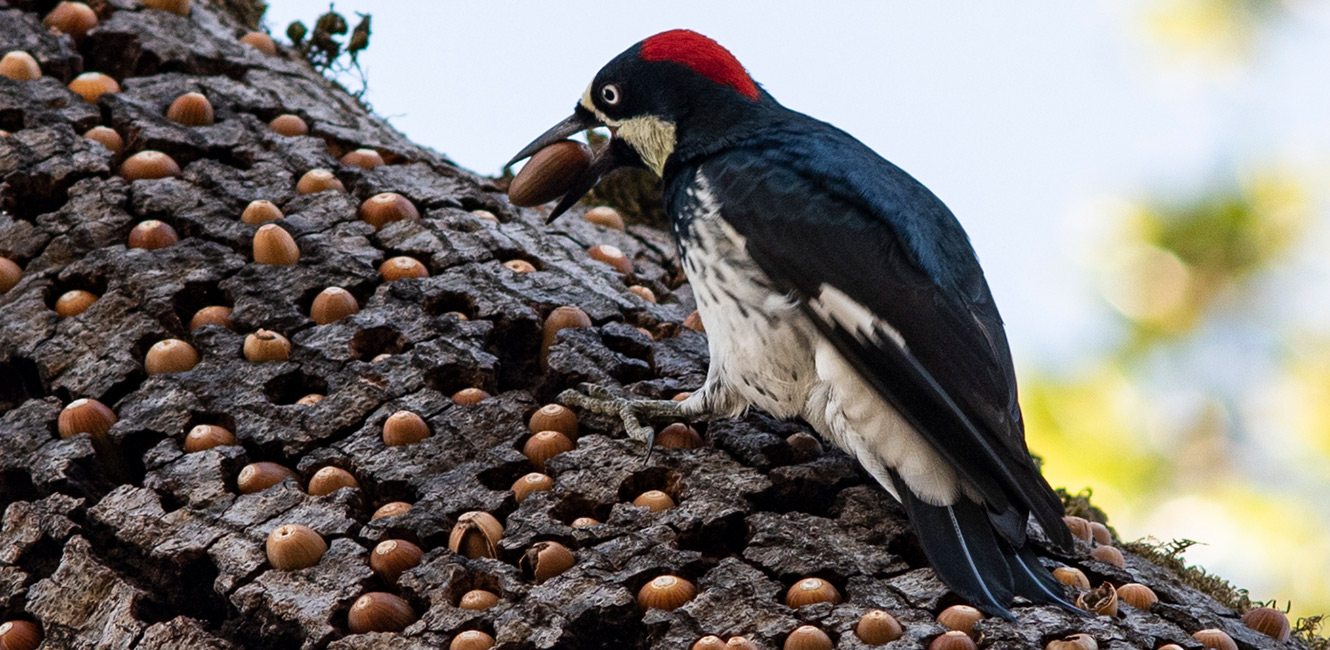 Acorn woodpecker at Ragle Ranch Regional Park