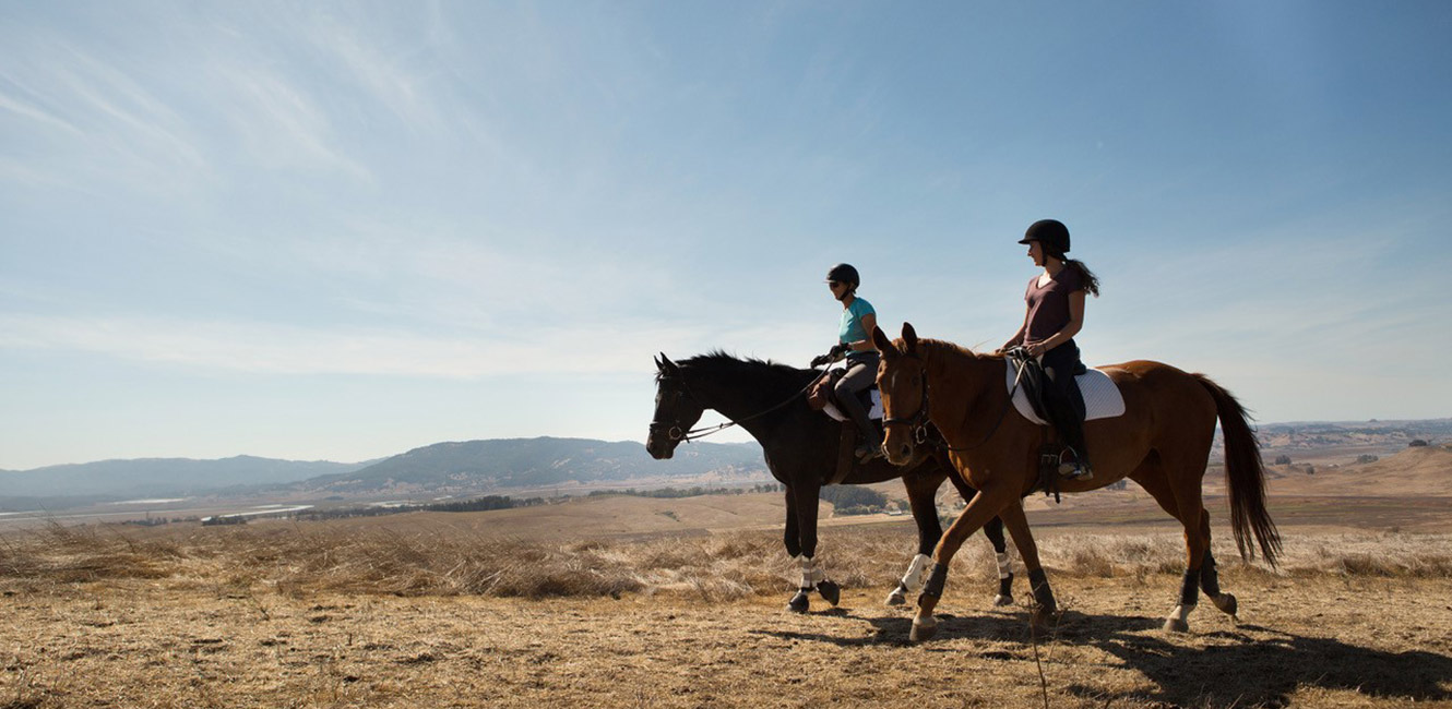 Horses at Tolay Lake Regional Park