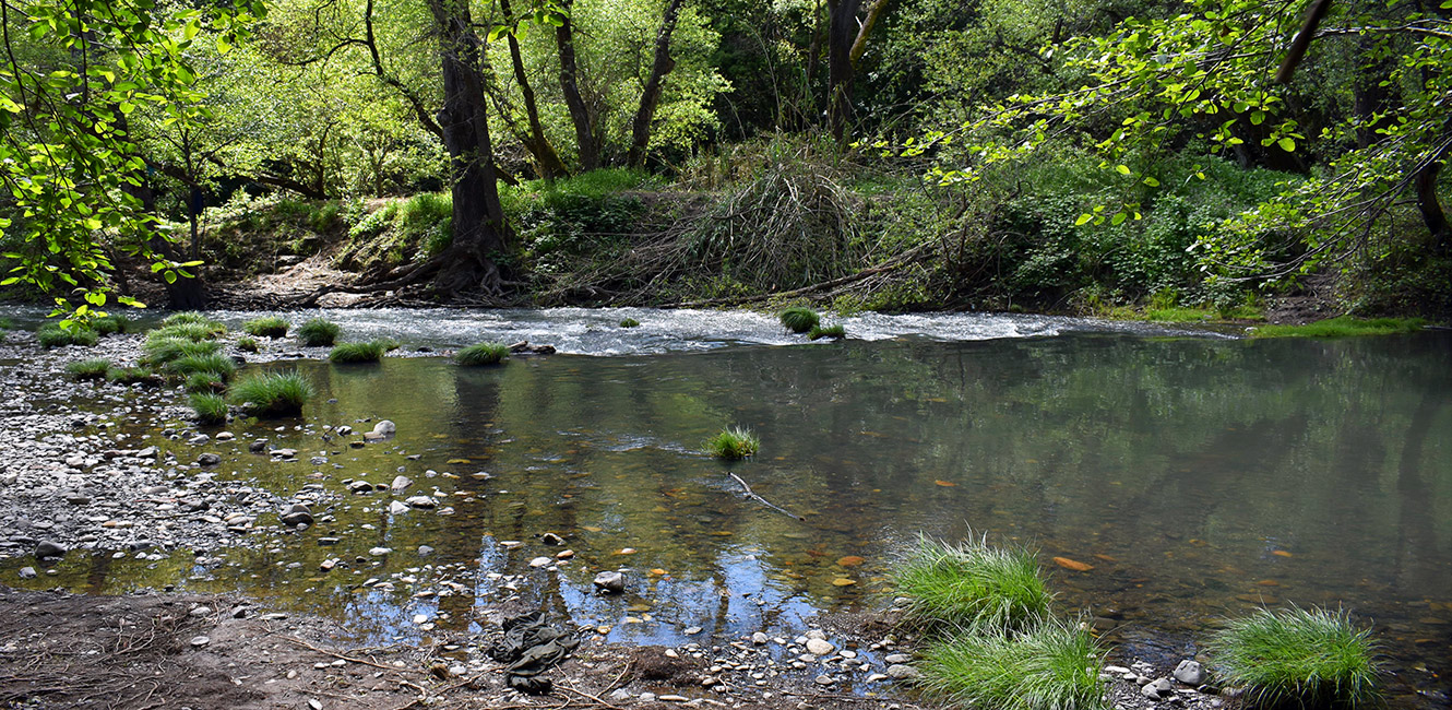 Sonoma Creek at Maxwell Farms Regional Park