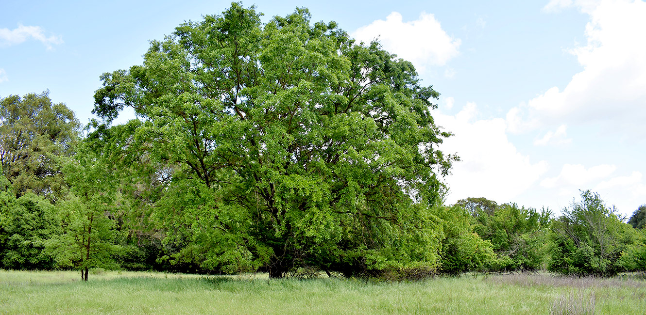 Oak woodland at Maxwell Farms Regional Park