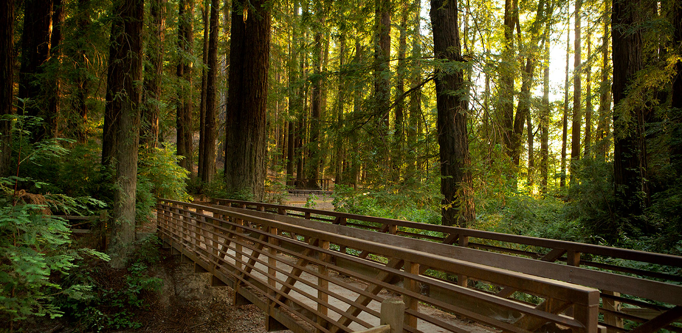 Redwood grove at Riverfront Regional Park
